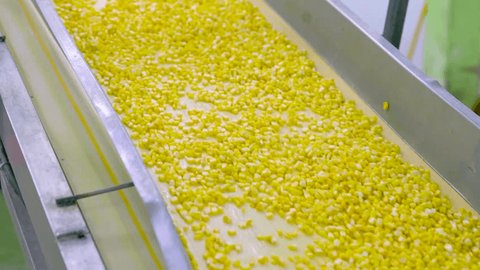 Corn kernels on a conveyor belt to produce canned corn,3 video clips Video de stock
