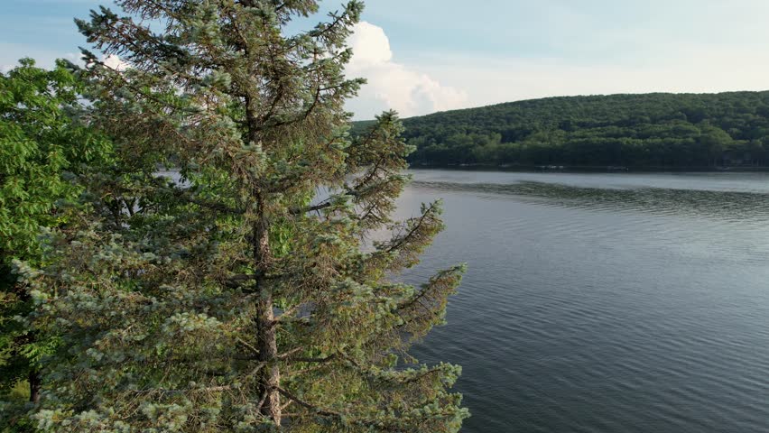 Rising drone shot of a pine tree foreground with Deep Creek lake Maryland behind
