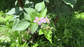 Blackberry bush with blooming pink flowers and still green fruits. For video presentation, advertising.