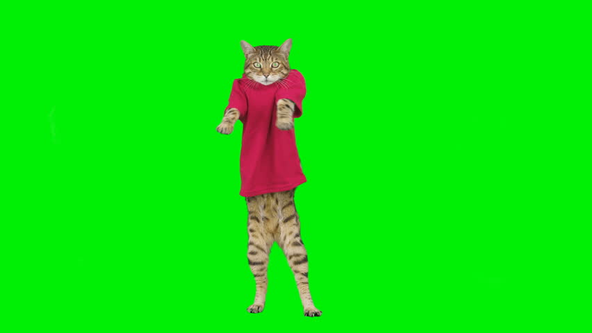 3 clips of Bengal cat dancing on green screen isolated with chroma key Royalty-Free Stock Footage #1105879191