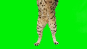 4 infinite loop clips of cat feet dancing on green screen  isolated with chroma key