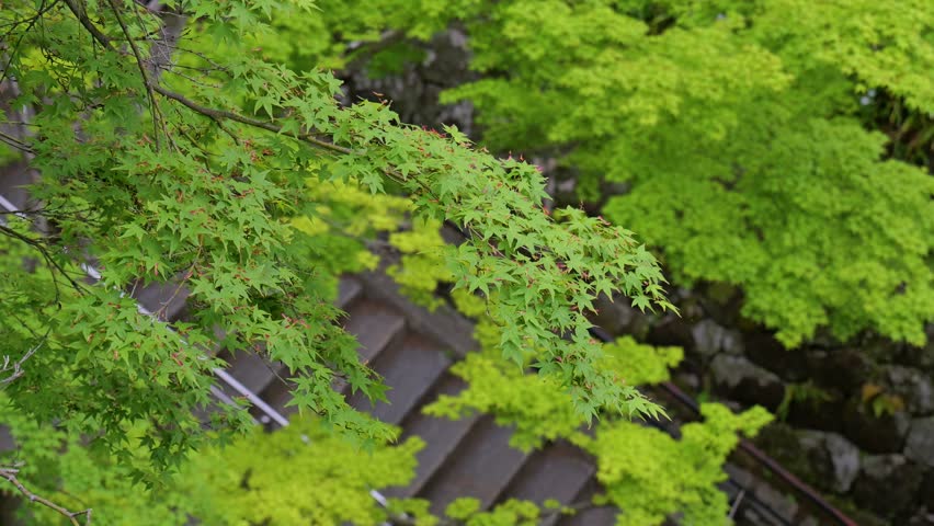 Green Maple Tree in Kyoto Japan waving in the wind with stairs in the background Royalty-Free Stock Footage #1105881615