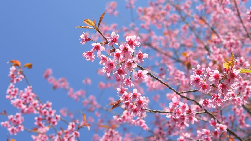 Beautiful Japanese Sakura Cherry Blossom Trees Blooming White and Pink Flowers Natural Cinematic 4K Slowmotion Footage.