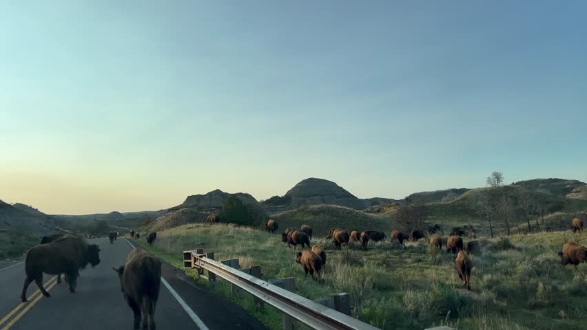 Driving through the badlands hills and mountains with Wild Bison in the road in Theodore Roosevelt National Park in North Dakota.