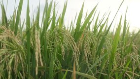 Rice is the most important cultivated plant for mankind. This video was taken in the afternoon.