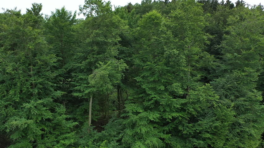 Drone shot rising over a small forest in Luxembourg, with windmills in the background. A car passes through the corner of the frame. A water tower is revealed in the middle of the forest. Royalty-Free Stock Footage #1105899265
