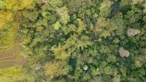 Drone Flight above the tops of lush green trees at the forest. Overhead Drone Footage of pine treetops in a dense forest. The rays of the rising sun illuminates part of the forest - 4K drone Footage