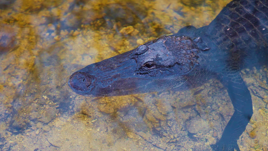 Small American Alligator, Floating Motionless in Waters In Everglades National Park Florida, Close-Up View