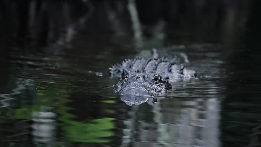 American Alligator Swimming Through The Water In The Everglades National Park In Florida, Close-Up View Slow Motion