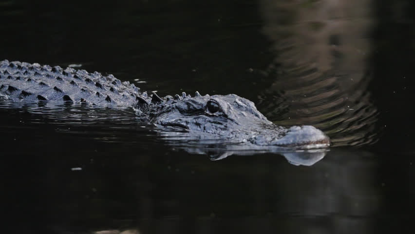 Alligator Partially Submerged Swimming In The Water In The Everglades National Park In Florida. closeup Royalty-Free Stock Footage #1105906417