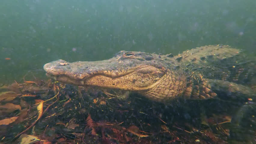 Alligator Resting Under The Water At Everglades In Florida, USA. Underwater, Panning Around Alligator Royalty-Free Stock Footage #1105906425