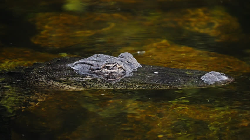 American Alligator Head In Clear Shallow Water At Everglades National Park In Florida. closeup