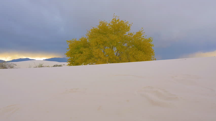 Wonderful colour contrast between yellow cottonwood tree leaves and dark stormy clouds above dune field of White Sands National Park. Stunning pristine desert environment with sparsely growing plants.