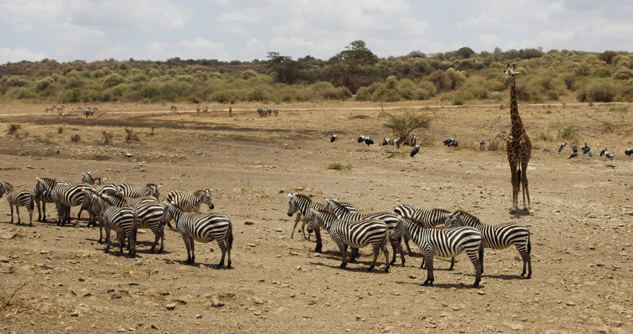 Herd Of African Zebra With Giraffe And Other Animals In The Safari Of Kenya