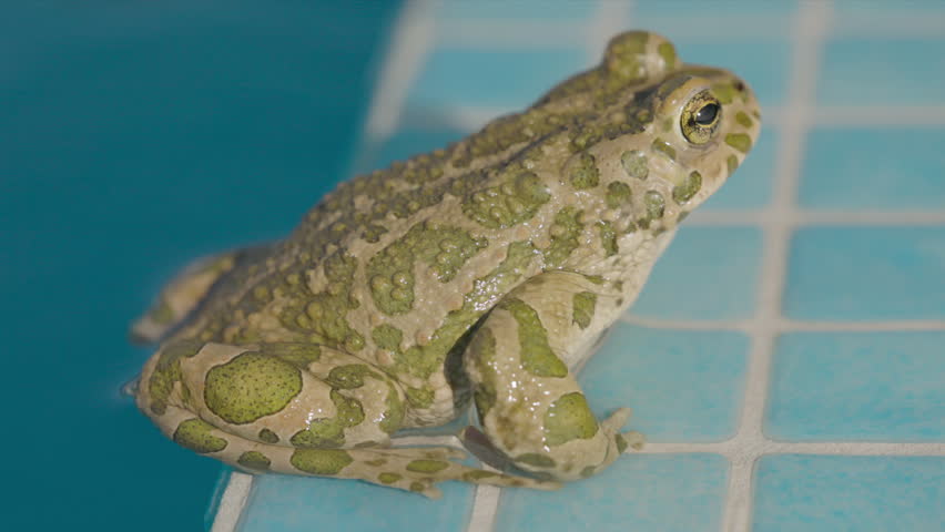 A toad on the side of a swimming pool
