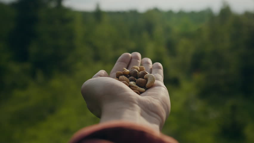 Explorer of peaks with pleasure. Hold on the palm of your hand lunch of a tourist nuts dried fruits food of a traveler In the wild. vegetarian takes a break from routine uses modern tourism