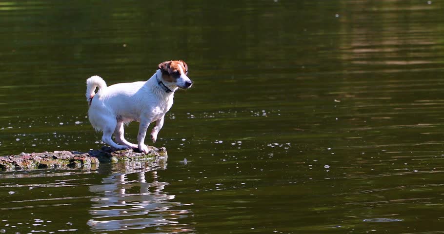 wet jack russell terrier on a stone bridge on the lake barks. walking and taking care of pets