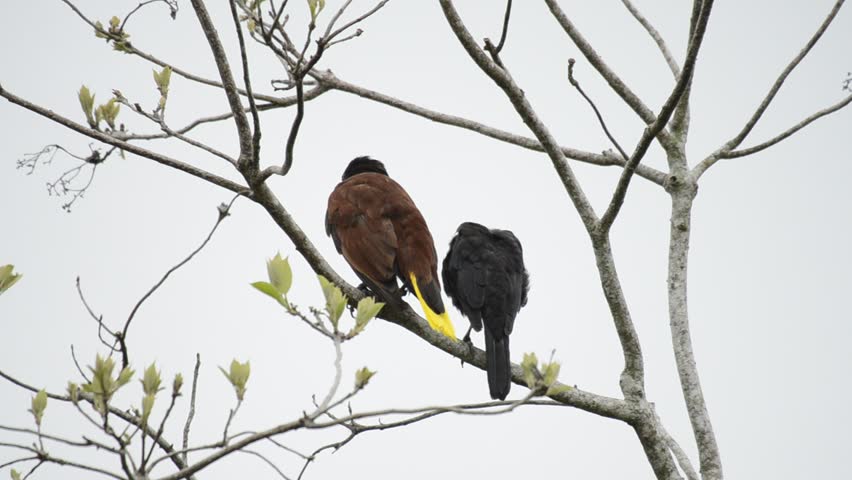 Montezuma oropendola (Psarocolius montezuma) sharing a branch with a Melodious Blackbird (Dives dives) in the Lake Arenal region, Costa Rica. Video 1920x1080, shutterspeed of 50. Royalty-Free Stock Footage #1105914385
