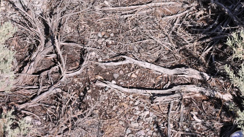 Large male and female mormon crickets crawl over dead sagebrush and sticks