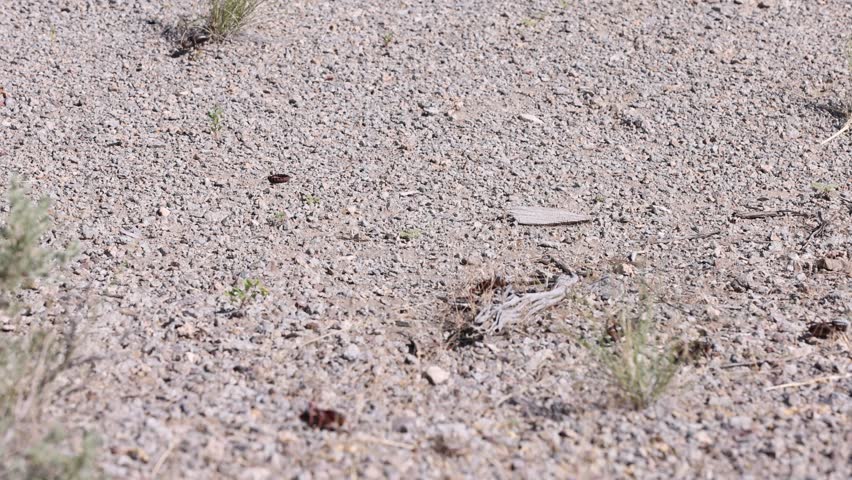 Large red mormon cricket jumps clumsily across the frame in slow motion