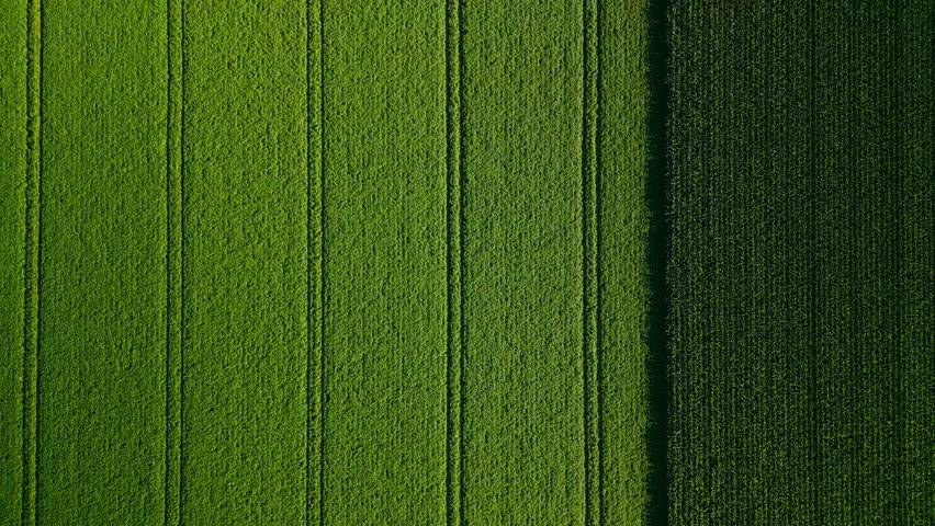 Wheat and corn field top view, background texture. Agricultural field, young green wheat	 Royalty-Free Stock Footage #1105915439