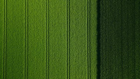 Wheat and corn field top view, background texture. Agricultural field, young green wheat	: stockvideo