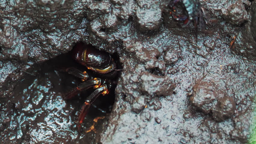 Warty crab or Yellow shore crab Eriphia verrucosa sits at the bottom and moves a mustache, medium shot.
