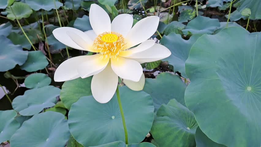 A White Nelumbo Flower Blooming in a Pond in Summer Royalty-Free Stock Footage #1105917389