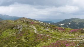 Stunning beauty of the mountain massif covered with beautiful flowers and moss. Beautiful panoramic video footage