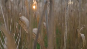 Golden wheat colossus in the evening. 4k video footage
