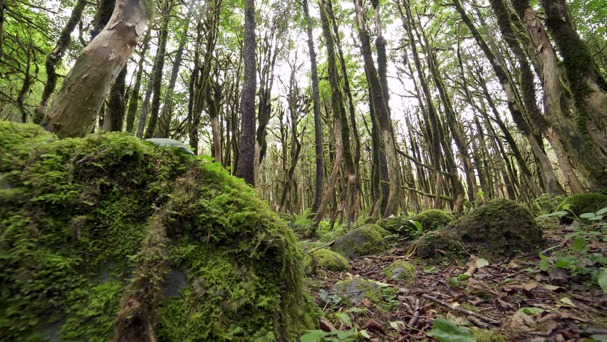 Cinematic shot of mysterious buxus boxwood tree trunks in magnificent wild dark forest covered with moss.