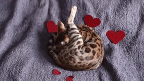 St Valentines Day romantic video with bengal cat and red hearts, lovely kitten laying on wooly cover. Horizontal video for holiday with cat