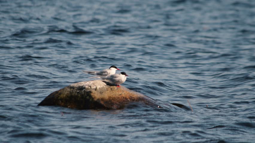 Seagull is standing on the stone near lake. Looking for food and fish.