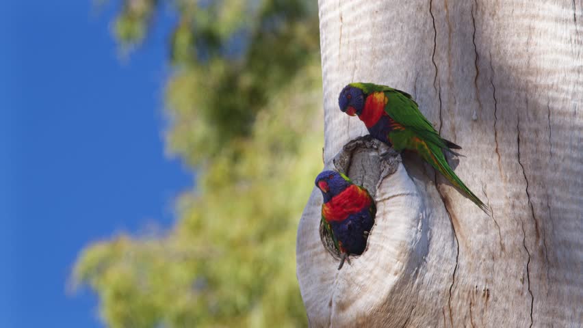 A Pair of Rainbow Lorikeets Perched Outside Their Nest.