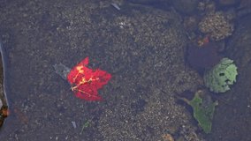 Red colored leaf floating on river in autumn season - Powered by Shutterstock - Get 15% off with code: PIKWIZARD15