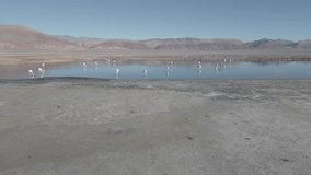 Drone footage of flamingos in the colorful Laguna Carachi Pampa in the deserted highlands of northern Argentina - traveling and exploring the Puna - raw version