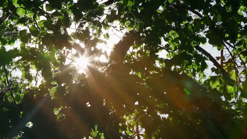 Bright Yellow Sun Shines Through Green Tree. Beautiful Nature Background. Warm Sunlight Through Leaves. Summer Forest Light. Morning Light. Spring Season Sun. Rays Shine into Camera Lens. Summer Day. Royalty-Free Stock Footage #1105947889