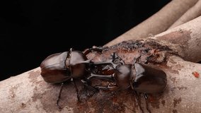 4K slow motion video of male beetles fighting each other for sap.
4K 120fps edited to 30fps.