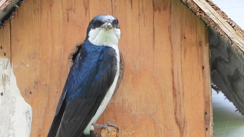 tree swallow feeding and cleaning babies
