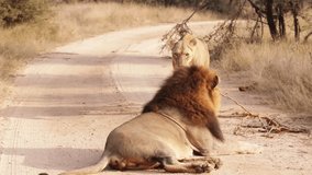  Lions mating on the road