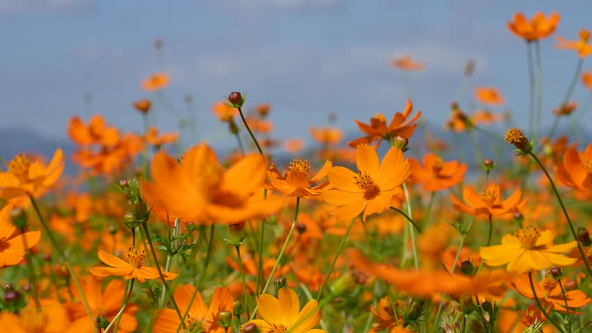 Low angle 4K video of yellow cosmos and blue sky. Royalty-Free Stock Footage #1105957711