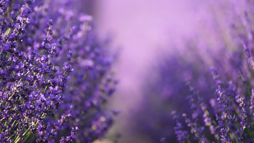 Blooming lavender field. Beautiful purple flowers. Regional organic cultivation. Royalty-Free Stock Footage #1105959403