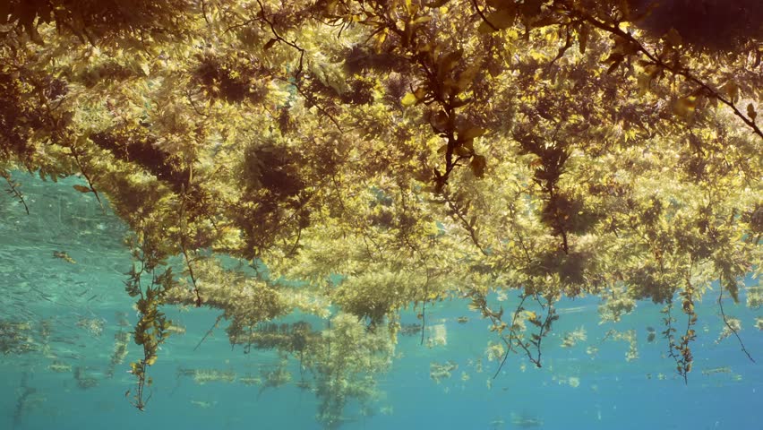 Panorama of Seaweed Brown Sargassum drifting on surface of water form floating islands, bright sun beams break through algae on daytime, underwater view, slow motion Royalty-Free Stock Footage #1105961139