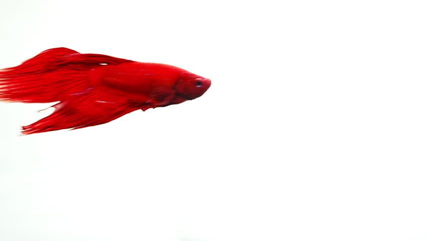Red betta fish with movement, in white background, beautiful betta fish Royalty-Free Stock Footage #1105962385