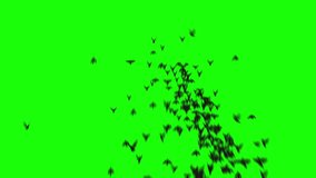 A flock of birds flies forward from the camera. Silhouettes of birds fly on Greencreen - Powered by Shutterstock - Get 15% off with code: PIKWIZARD15