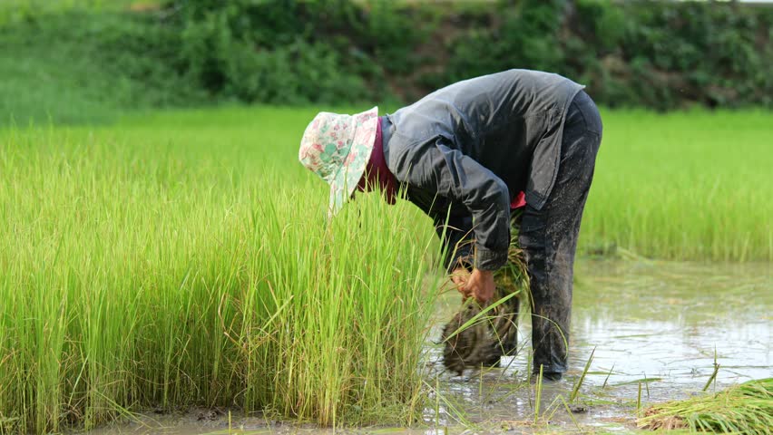 farmer transplant rice seedlings in rice field Royalty-Free Stock Footage #1105966997
