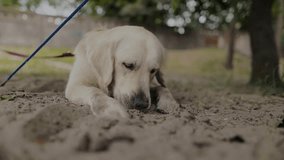 Golden retriever. a golden retriever dug a hole on a leash, and lies in it. A golden retriever sniffing, chewing on a wooden stick. A golden retriever lies on the sand and looks for something.