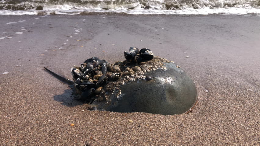 A Dead Horseshoe crab washed up on the beach. Shell fish attached to the dead crabs shell as water from the sea washes over it.