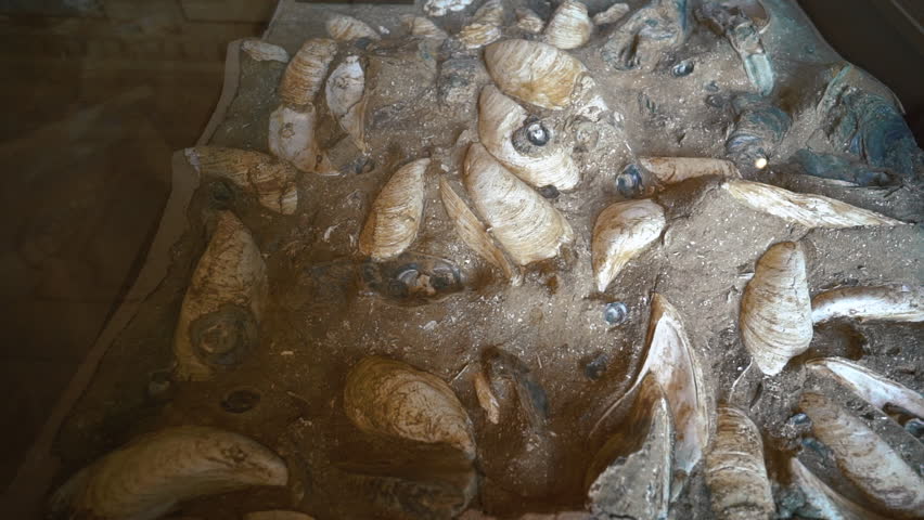 A closeup of old fossil rocks display in a museum. High quality FullHD footage