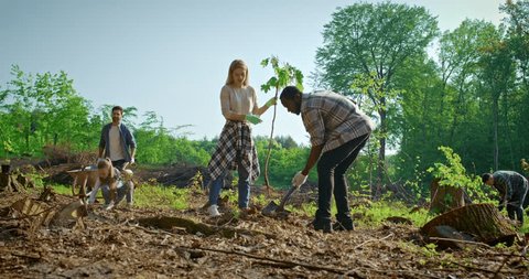 Diverse team of environmental activists planting trees outside at forest and taking care of nature. Team of multicultural volunteers with shovels and planting plant in soil. Charity work concept. Stock Video